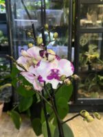 Phalaenopsis King Car Dalmatian / storczyk - obrazek 4