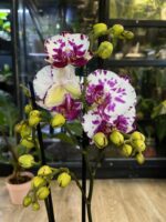 Phalaenopsis Little Prince / storczyk - obrazek 3