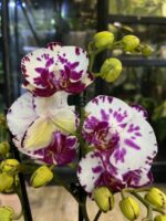 Phalaenopsis Little Prince / storczyk - obrazek 2