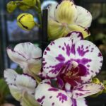 Phalaenopsis Little Prince, kolekcjonerski storczyk typu multiflora o licznych różowych kwiatach, kompaktowa orchidea o woskowej strukturze płatków, obficie kwitnący storczyk, Variegarden.