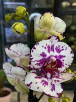 Phalaenopsis Little Prince, kolekcjonerski storczyk typu multiflora o licznych różowych kwiatach, kompaktowa orchidea o woskowej strukturze płatków, obficie kwitnący storczyk, Variegarden.