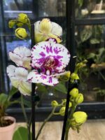 Phalaenopsis Little Prince / storczyk - obrazek 5