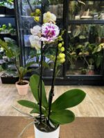 Phalaenopsis Little Prince / storczyk - obrazek 4