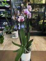 Phalaenopsis Magic Art / storczyk - obrazek 5