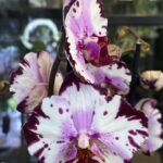 Phalaenopsis Magic Art, storczyk o różowo-purpurowych wzorzystych kwiatach z gęstym żyłkowaniem, rzadka odmiana kolekcjonerska, artystyczny rysunek płatków, Variegarden.