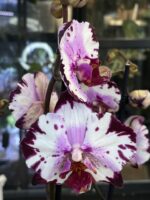 Phalaenopsis Magic Art, storczyk o różowo-purpurowych wzorzystych kwiatach z gęstym żyłkowaniem, rzadka odmiana kolekcjonerska, artystyczny rysunek płatków, Variegarden.