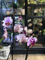 Phalaenopsis Magic Art / storczyk - obrazek 3