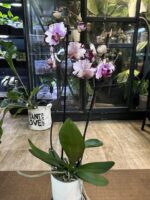 Phalaenopsis Magic Art / storczyk - obrazek 6