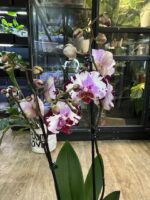 Phalaenopsis Magic Art / storczyk - obrazek 4