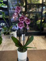 Phalaenopsis Miki Black Witch / storczyk - obrazek 6