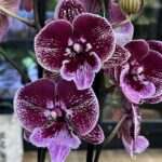 Phalaenopsis Miki Black Witch, storczyk o niemal czarnych woskowych kwiatach, rzadka odmiana kolekcjonerska od Miki Orchids, nasycona ciemnobordowa barwa, lśniące płatki, Variegarden.