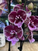 Phalaenopsis Miki Black Witch, storczyk o niemal czarnych woskowych kwiatach, rzadka odmiana kolekcjonerska od Miki Orchids, nasycona ciemnobordowa barwa, lśniące płatki, Variegarden.