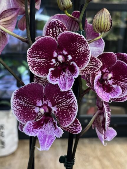 Phalaenopsis Miki Black Witch, storczyk o niemal czarnych woskowych kwiatach, rzadka odmiana kolekcjonerska od Miki Orchids, nasycona ciemnobordowa barwa, lśniące płatki, Variegarden.