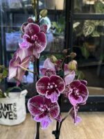 Phalaenopsis Miki Black Witch / storczyk - obrazek 4