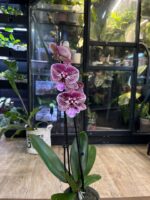 Phalaenopsis Miki Black Witch / storczyk - obrazek 5
