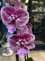 Phalaenopsis Miki Black Witch / storczyk - obrazek 3