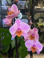 Phalaenopsis Orange Cat / storczyk - obrazek 2