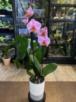 Phalaenopsis Orange Cat / storczyk - obrazek 4