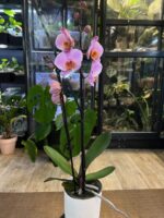 Phalaenopsis Orange Cat, kolekcjonerski storczyk o intensywnie pomarańczowych, woskowych kwiatach, rzadka orchidea o nasyconej kolorystyce, zdrowe zielone liście, Variegarden.