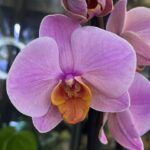 Phalaenopsis Orange Cat, kolekcjonerski storczyk o intensywnie pomarańczowych, woskowych kwiatach, rzadka orchidea o nasyconej kolorystyce, zdrowe zielone liście, Variegarden.