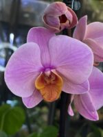 Phalaenopsis Orange Cat, kolekcjonerski storczyk o intensywnie pomarańczowych, woskowych kwiatach, rzadka orchidea o nasyconej kolorystyce, zdrowe zielone liście, Variegarden.