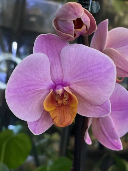 Phalaenopsis Orange Cat, kolekcjonerski storczyk o intensywnie pomarańczowych, woskowych kwiatach, rzadka orchidea o nasyconej kolorystyce, zdrowe zielone liście, Variegarden.