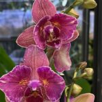 Phalaenopsis Pirate Picotee w formie mutacji, kolekcjonerski storczyk o wzorzystych bordowo-białych kwiatach, unikatowa orchidea o woskowej strukturze i nieregularnych płatkach, Variegarden.