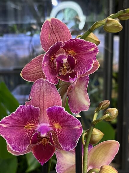Phalaenopsis Pirate Picotee w formie mutacji, kolekcjonerski storczyk o wzorzystych bordowo-białych kwiatach, unikatowa orchidea o woskowej strukturze i nieregularnych płatkach, Variegarden.