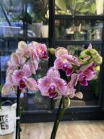 Phalaenopsis Pirate Picotee Peloric Butterfly / storczyk - obrazek 3