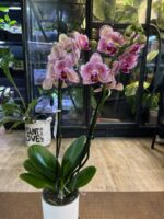 Phalaenopsis Pirate Picotee Peloric Butterfly / storczyk - obrazek 4