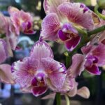 Phalaenopsis Pirate Picotee peloric butterfly, unikatowy storczyk o pofałdowanych płatkach z różową obwódką, rzadka mutacja kolekcjonerska, orchidea o kształcie motyla, Variegarden.
