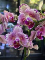 Phalaenopsis Pirate Picotee peloric butterfly, unikatowy storczyk o pofałdowanych płatkach z różową obwódką, rzadka mutacja kolekcjonerska, orchidea o kształcie motyla, Variegarden.