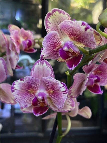 Phalaenopsis Pirate Picotee peloric butterfly, unikatowy storczyk o pofałdowanych płatkach z różową obwódką, rzadka mutacja kolekcjonerska, orchidea o kształcie motyla, Variegarden.