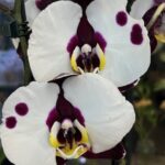 Phalaenopsis Polka Dots, kolekcjonerski storczyk o białych kwiatach w intensywne różowe kropki, nakrapiana orchidea o graficznym wzorze, lśniące płatki, Variegarden.
