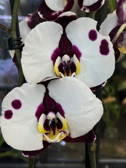 Phalaenopsis Polka Dots, kolekcjonerski storczyk o białych kwiatach w intensywne różowe kropki, nakrapiana orchidea o graficznym wzorze, lśniące płatki, Variegarden.