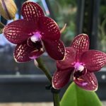 Phalaenopsis Reyoung Miley, kolekcjonerski storczyk o pastelowych brzoskwiniowych kwiatach, woskowa orchidea o porcelanowym połysku, rzadka odmiana w domowej dżungli, Variegarden.