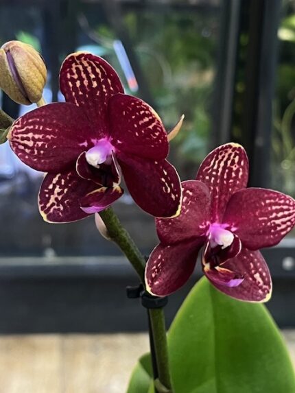 Phalaenopsis Reyoung Miley, kolekcjonerski storczyk o pastelowych brzoskwiniowych kwiatach, woskowa orchidea o porcelanowym połysku, rzadka odmiana w domowej dżungli, Variegarden.