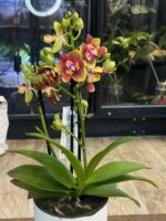 Phalaenopsis Rising Sun / storczyk pachnący - obrazek 2