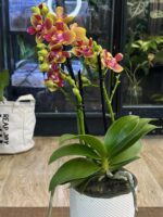 Phalaenopsis Rising Sun / storczyk pachnący - obrazek 3