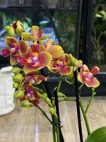Phalaenopsis Rising Sun / storczyk pachnący - obrazek 4