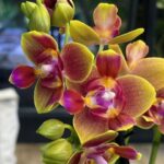 Phalaenopsis Rising Sun, kolekcjonerski storczyk o intensywnych pomarańczowo-żółtych woskowych kwiatach, rzadka orchidea o słonecznym wybarwieniu, lśniące płatki, Variegarden.