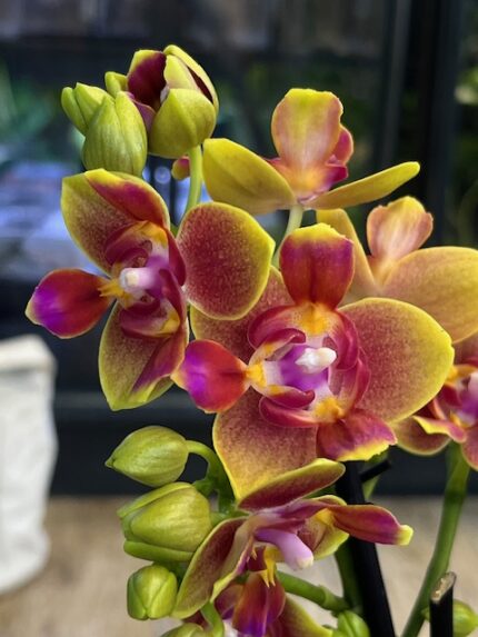 Phalaenopsis Rising Sun, kolekcjonerski storczyk o intensywnych pomarańczowo-żółtych woskowych kwiatach, rzadka orchidea o słonecznym wybarwieniu, lśniące płatki, Variegarden.
