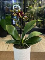 Phalaenopsis Sunrise Red Peoker / storczyk - obrazek 5