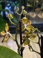 Phalaenopsis Sunrise Red Peoker / storczyk - obrazek 4