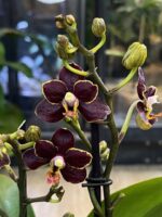 Phalaenopsis Sunrise Red Peoker / storczyk - obrazek 3