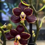 Phalaenopsis Sunrise Red Peoker, unikatowy storczyk o kremowo-żółtych kwiatach z intensywnymi, bordowymi plamami typu Peoker, woskowa orchidea kolekcjonerska, Variegarden.