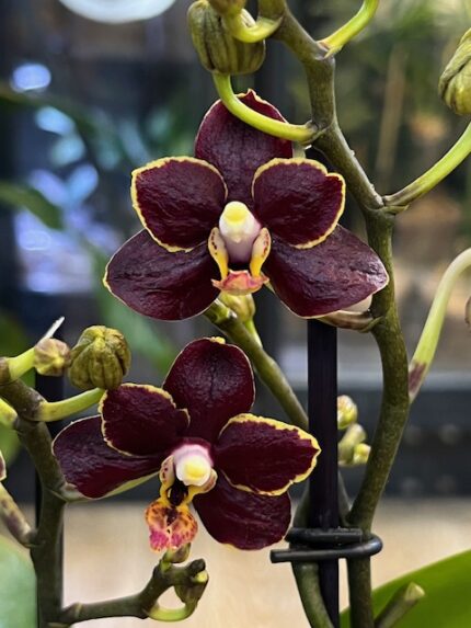 Phalaenopsis Sunrise Red Peoker, unikatowy storczyk o kremowo-żółtych kwiatach z intensywnymi, bordowymi plamami typu Peoker, woskowa orchidea kolekcjonerska, Variegarden.