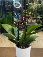Phalaenopsis Sunrise Red Peoker / storczyk - obrazek 6