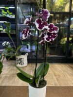 Phalaenopsis Untold / storczyk - obrazek 2