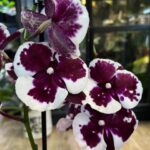 Phalaenopsis Untold, storczyk o głębokich burgundowych woskowych kwiatach, rzadka odmiana kolekcjonerska, lśniące płatki i ciemnozielone liście, Variegarden.